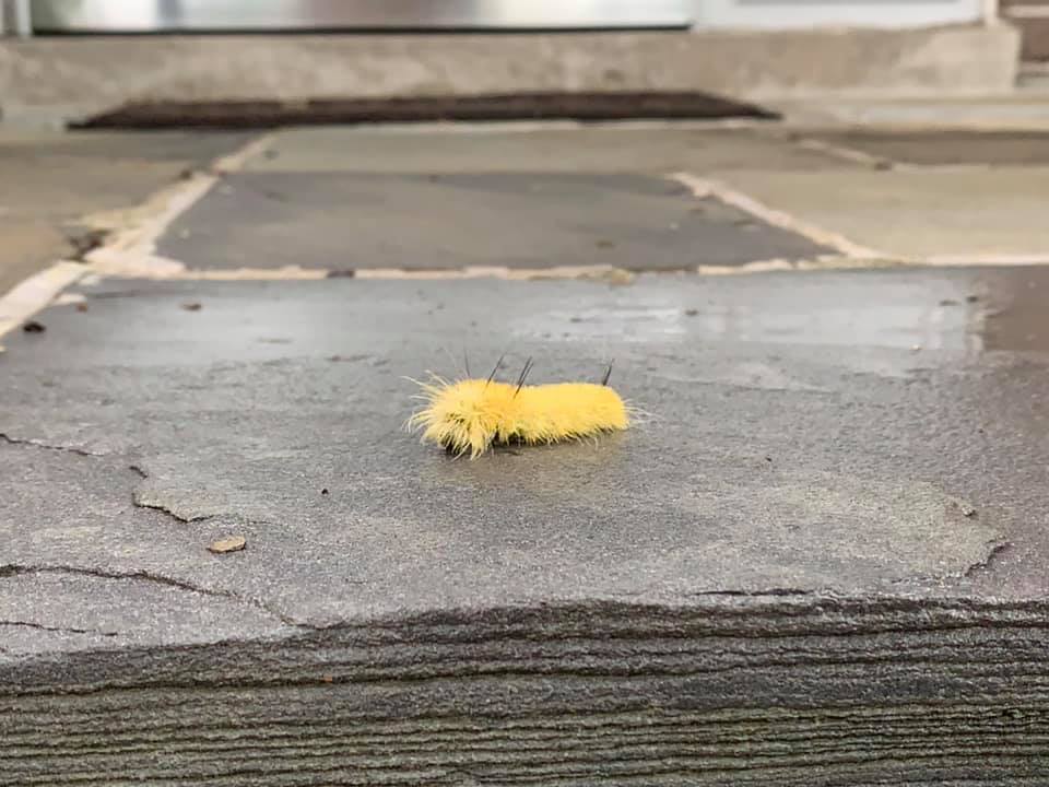 Acronicta americana American Dagger Moth